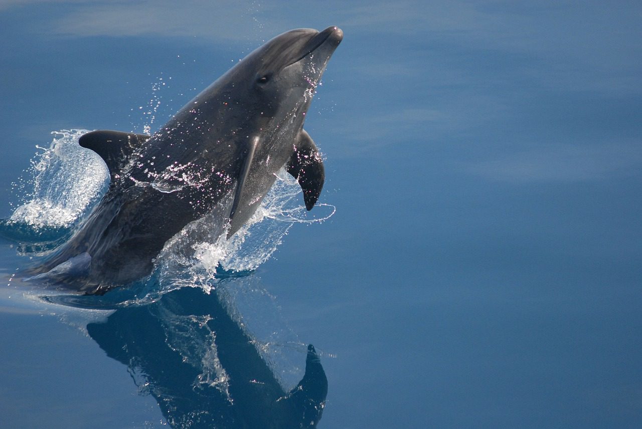Responsible Dolphin Watching - Sussex Dolphin Project